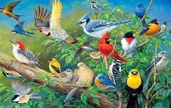 Diamond Painting Tropische Vögel
